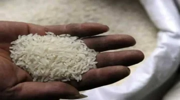 تقلبات جديدة في أسعار طن الأرز الشعير والأبيض بالأسواق المصرية المحلية